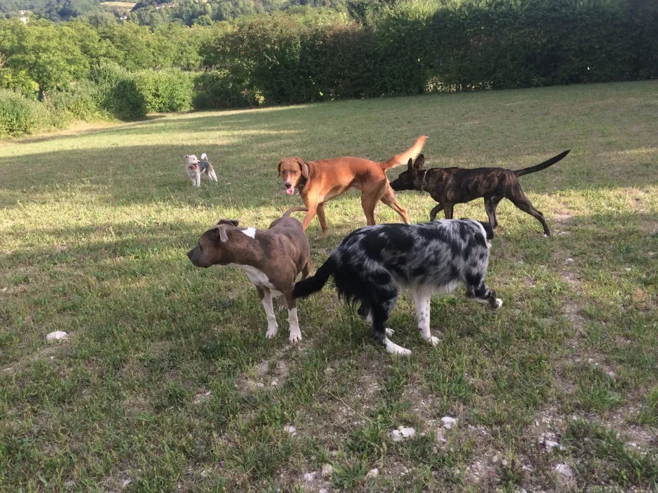 Activités canines - Éduc et Moi 7