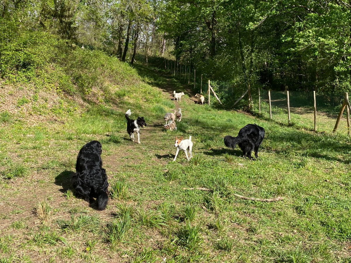 pension-canine-en-dordogne éducateur canin en Dordogne, comportementaliste pour chien - Educ et moi 24