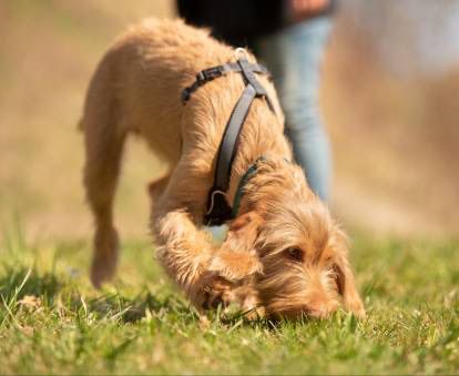 recherche-et-stimulation-canine-dordogne